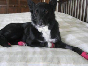 best dog blog, champion of my heart, border collie climbing onto a bed