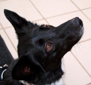 best dog blog, champion of my heart, Lilly photo taken by Rocky Mtn Veterinary Neurology