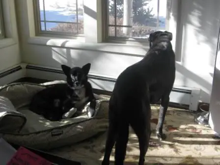 best dog blog, champion of my heart, two dogs negotiating who gets the dog bed