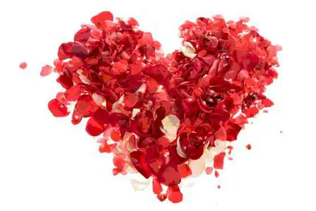 best dog blog, champion of my heart, heart made from rose petals