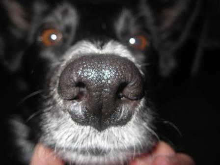 best dog blog, champion of my heart, close-up of border collie's nose