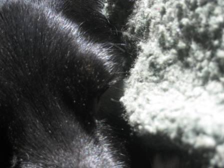 best dog blog, champion of my heart, closeup of border collie's eye