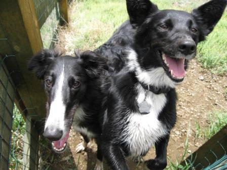 best dog blog, champion of my heart, photo of border collie and borzoi