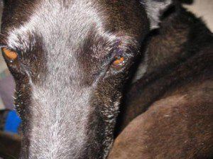 best dog blog, champion of my heart, ginko after dental