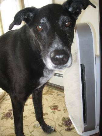 best dog blog, champion of my heart, oreck air purifier with dog standing next to it