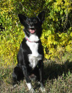 best dog blog, champion of my heart, border collie with fall colors