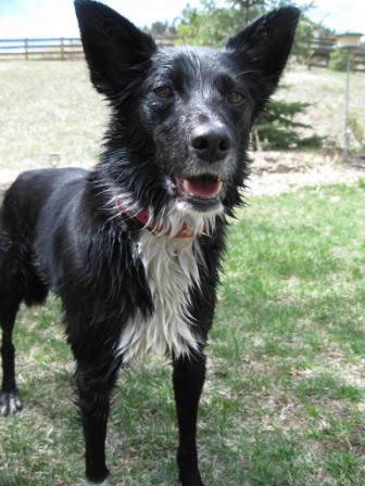 best dog blog, champion of my heart, border collie after adverse vaccine reaction
