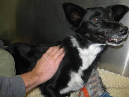 best dog blog, champion of my heart, border collie in hospital cage