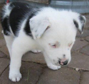 best dog blog, champion of my heart, borrder collie puppy with white head