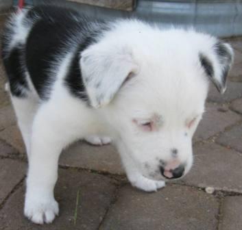 border collie puppy white