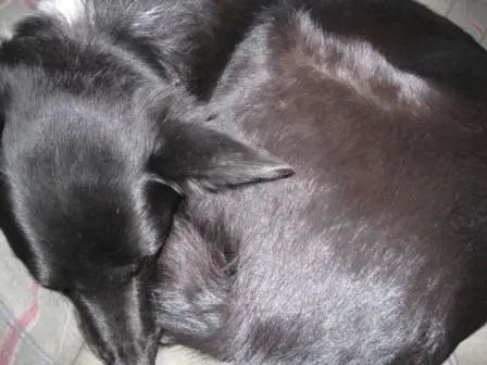 best dog blog, champion of my heart, dog curled up in tight ball