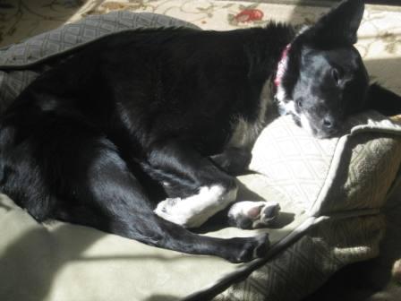 best dog blog, champion of my heart, dog sleeping 