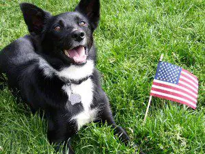 best dog blog, champion of my heart, border collie with american flag