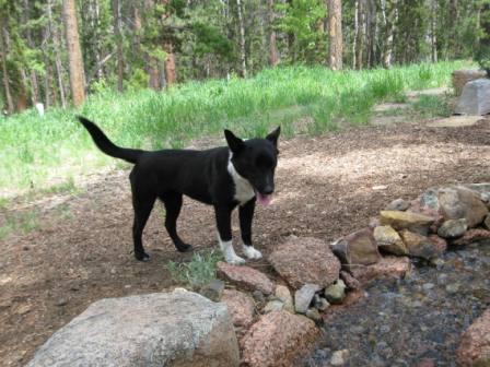 best dog blog, champion of my heart, adoptable border collie puppy