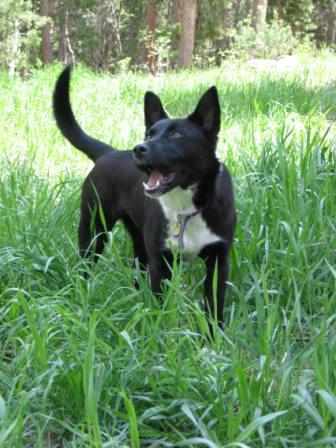 best dog blog, champion of my heart, adoptable border collie puppy