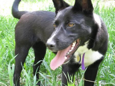 border collie puppy up for adoption Charlie's Place Shelter Dumont  Colorado May 2012