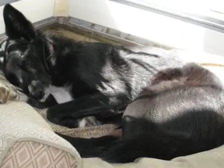 best dog blog, champion of my heart, sleeping border collie 