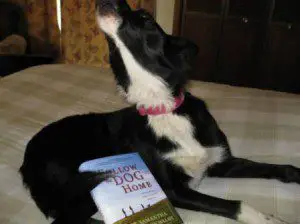 dog blog, champion of my heart, follow the dog home book review