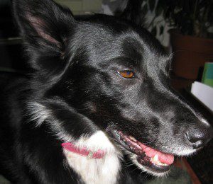 best dog blog, champion of my heart, border collie recovering from adverse vaccine reaction, rabies
