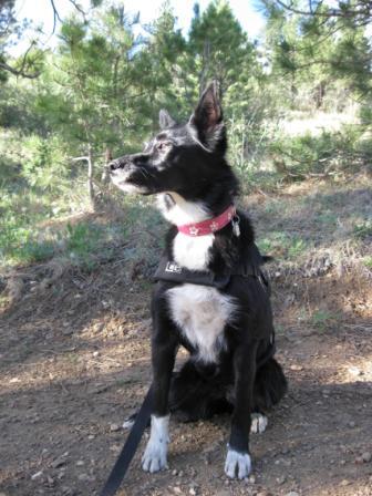best dog blog, champion of my heart. border collie hiking in Colorado