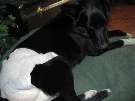 best dog blog, champion of my heart, border collie wearing a diaper