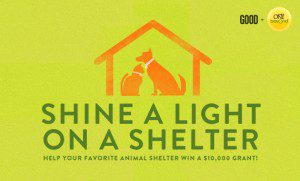 best dog blog, champion of my heart, shine a light on a shelter graphic