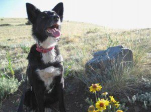best dog blog, champion of my heart, photo of Lilly, a border collie with yellow wildflowers