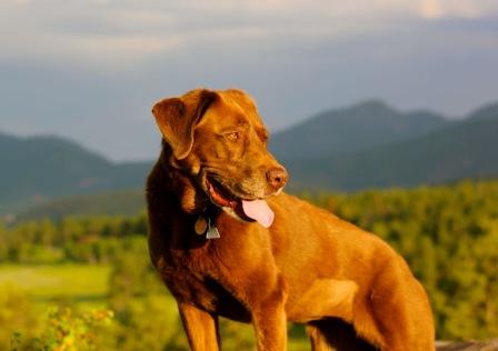 best dog blog, romping and rolling in the rockies, K