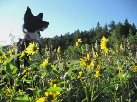 best dog blog, champion of my heart, border collie sitting amid yellow wildflowers