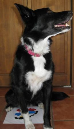 best dog blog, champion of my heart, pup-casso art kit and border collie 