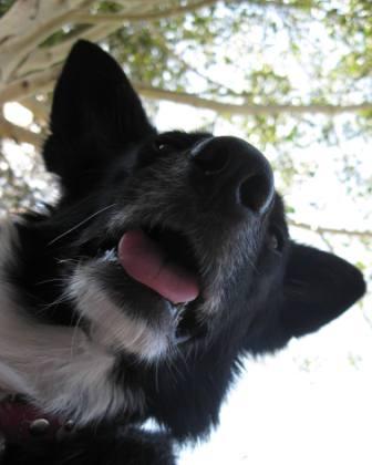 best dog blog, champion of my heart, close-up photo of border collie's head from below