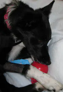 best dog blog, champion of my heart, border collie playing with a KONG