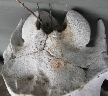 best dog blog, champion of my heart, photo of old deer skull with bird nest inside