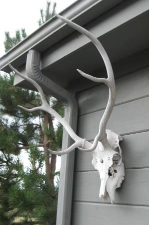 best dog blog, champion of my heart, photo of old deer skull