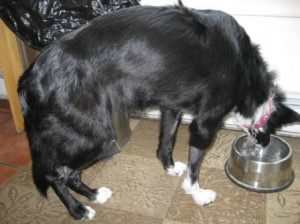 best dog blog, champion of my heart, border collie drinking from water bowl