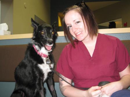 best dog blog, champion of my heart, border collie with veterinary techncian