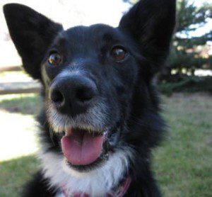 best dog blog, champion of my heart, close-up photo of border collie's face