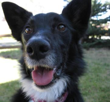 best dog blog, copyright champion of my heart, close-up photo of border collie's face