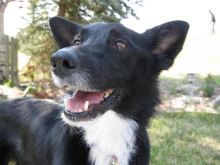 best dog blog, copyright champion of my heart, smiling border collie 