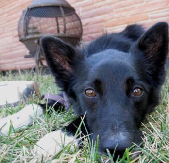 best dog blog, champion of my heart, border collie face