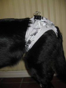 best dog blog, champion of my heart, border collie wearing a diaper