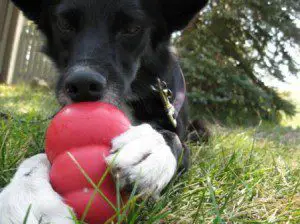 best dog blog, copyright champion of my heart, border collie playing with kong