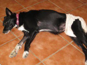 best dog blog, champion of my heart, border collie suffering from adverse vaccine reaction