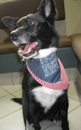 best dog blog, copyright champion of my heart, smiling border collie 