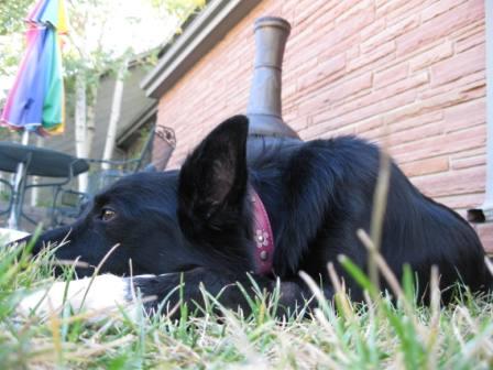 best dog blog, copyright champion of my heart, border collie resting in the grass