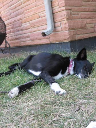 best dog blog, champion of my heart, border collie sleeping