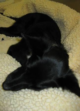 best dog blog, copyright champion of my heart, border collie in veterinary hospital cage