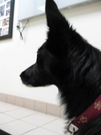 best dog blog, champion of my heart, photo of border collie at veterinary hospital