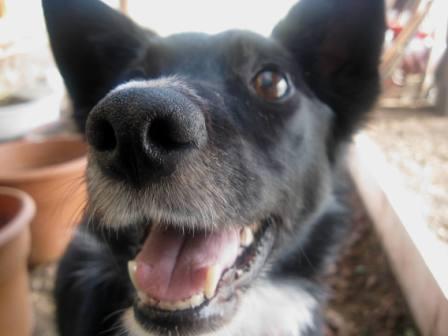 best dog blog, champion of my heart, close-up photo of border collie face