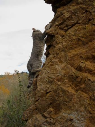 best dog blog, champion of my heart, hiking cat